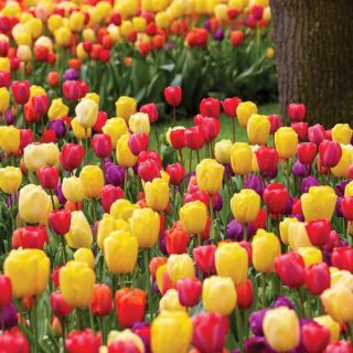 Bloomin' Madness Tulip Half Basket Thumbnail